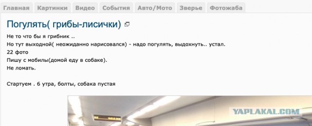 Погулять, грибы-лисички
