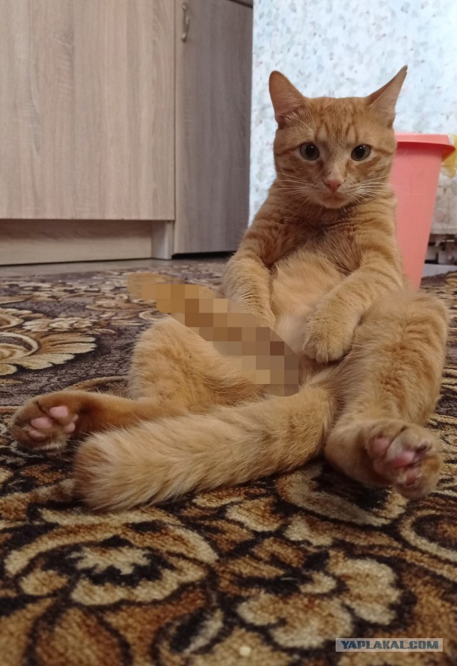Котовторник 18.10.22