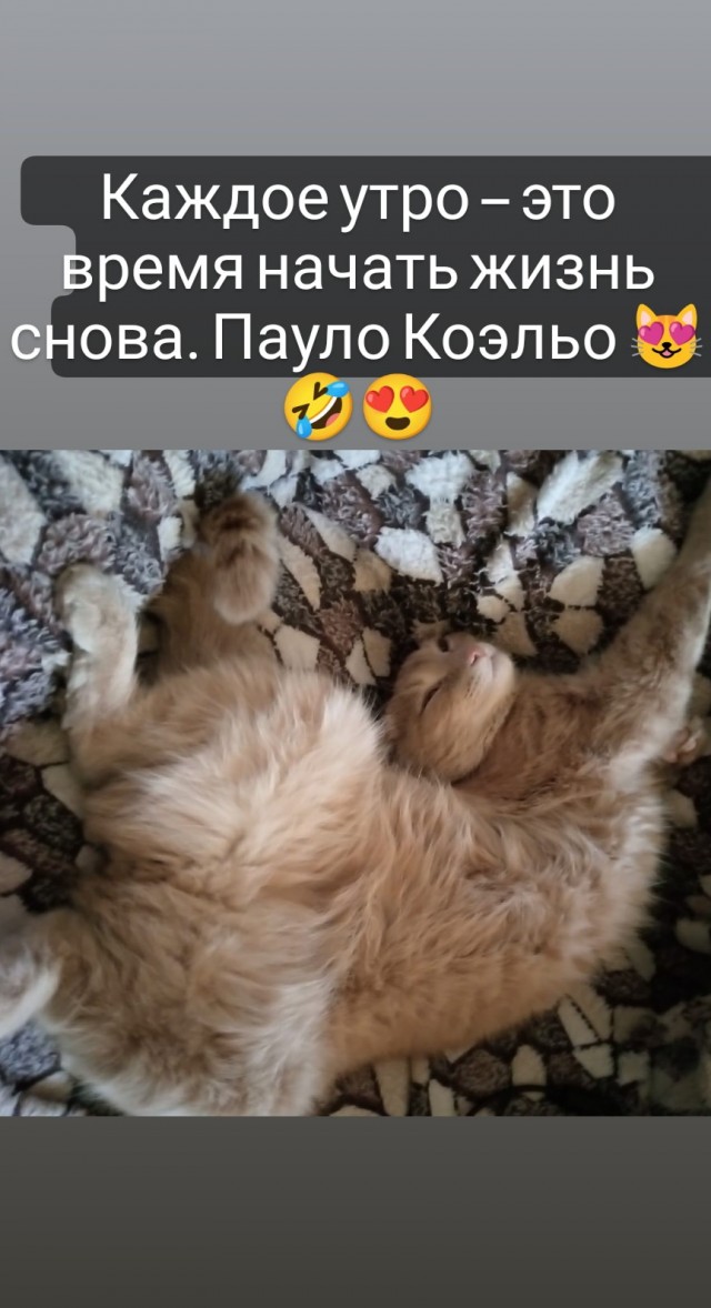 Сегодня всемирный день кошек!