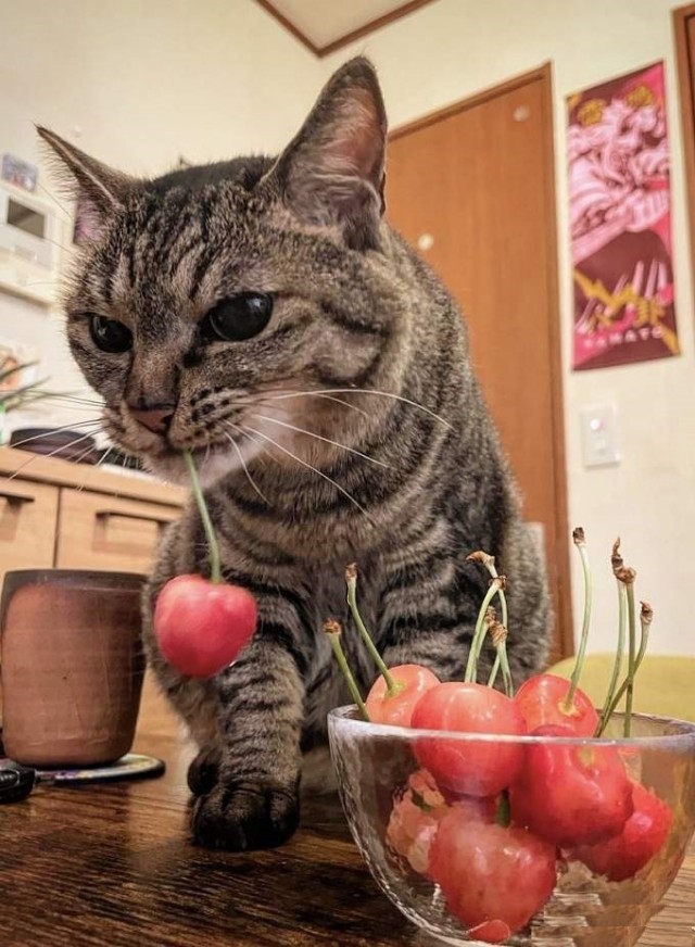 Начинаем котофторник?