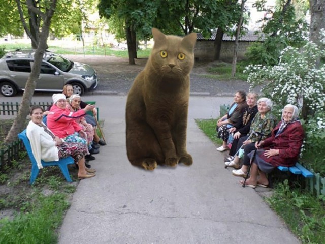 Сына котики