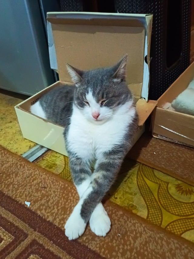 Кот в рамках бытия