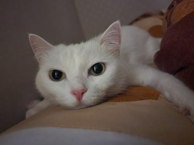 А в какой позе у вас спят кошки?