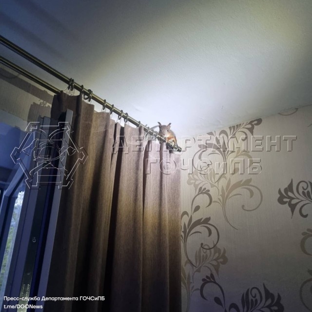 Белка через окно забралась в квартиру на 4 этаже в Кузьминках
