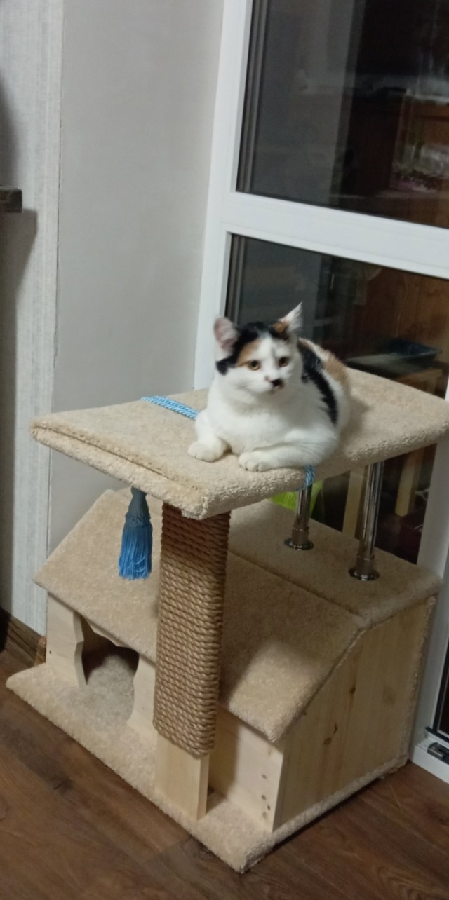 Жизнь с котом в одной картинке