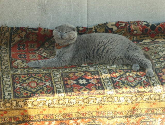 Купила кошке ковëр