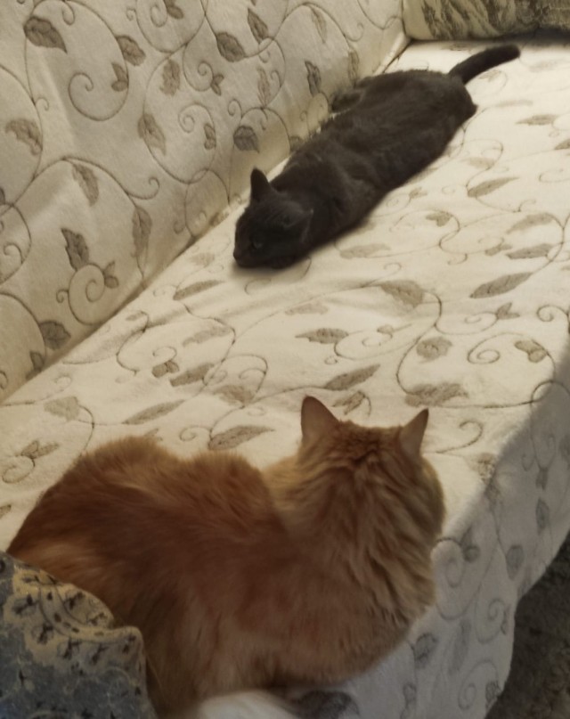Котовторник 05/11/2024