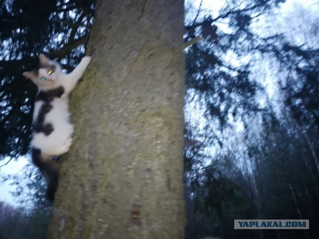 Жизнь домашнего приюта для котеек 522