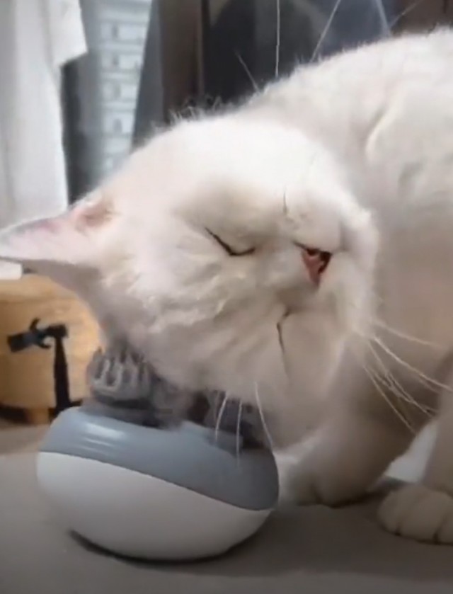 Вот что бывает, когда потратишься на игрушку для котэ