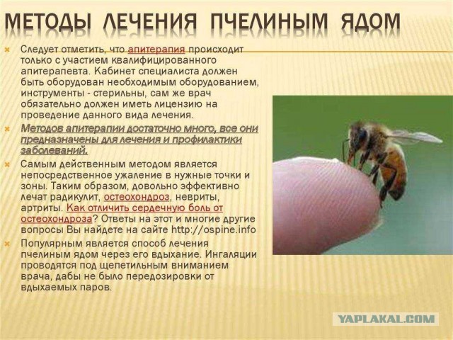 Очередной кандидат на премию Дарвина
