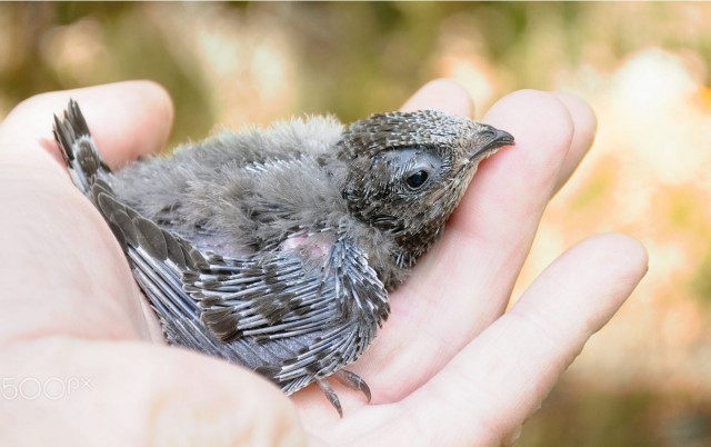 В Атырау экскаваторщик приостановил работы  ради спасения птенцов, но ...