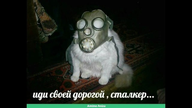 Шмокодявка добрый вроде