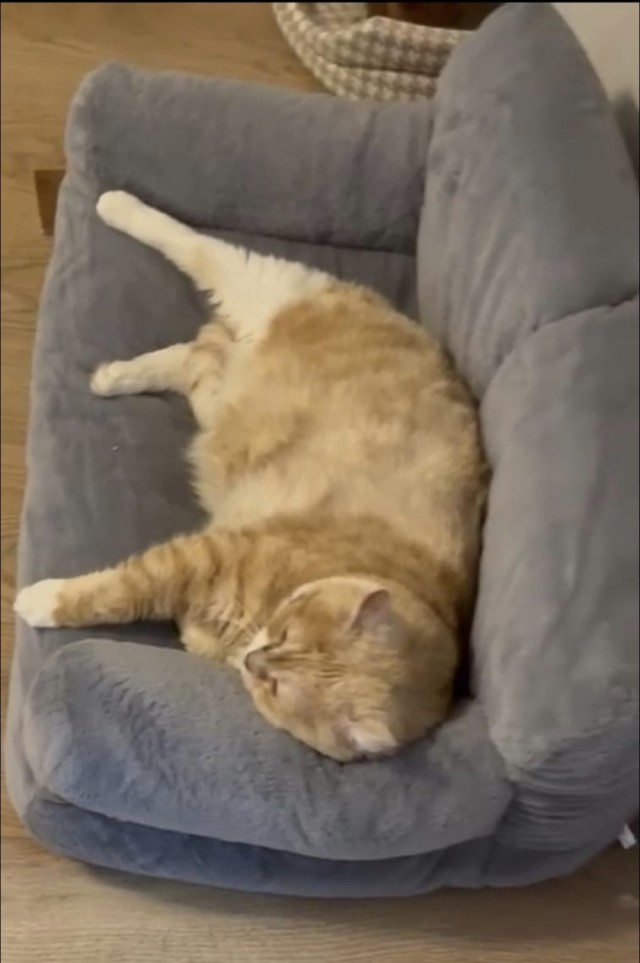 Котовторник