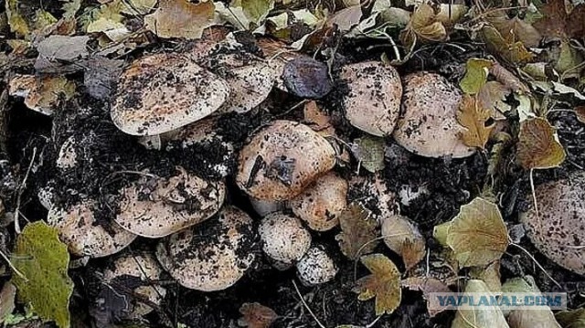 Грибная икра из замороженных лисичек