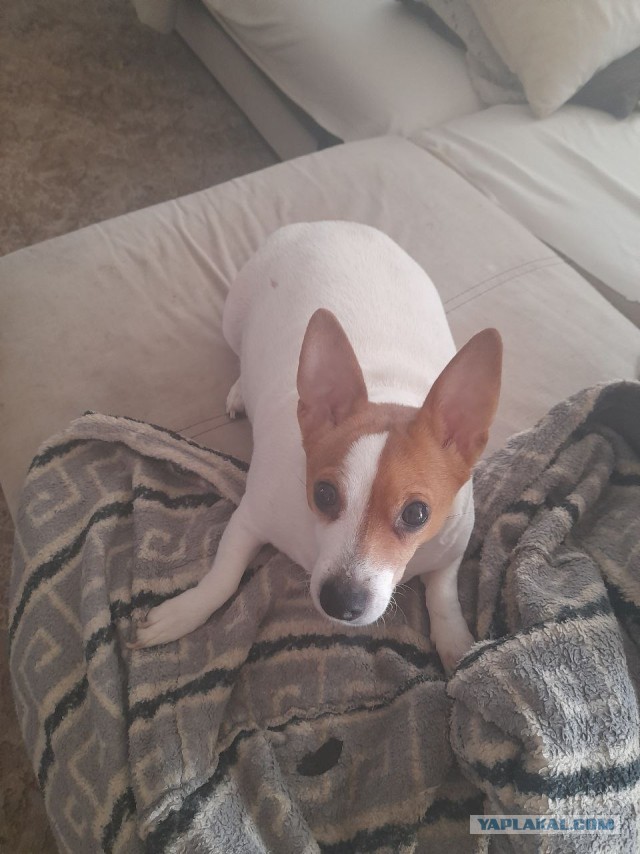 Не дать растаять Снегурчке. Нужна помощь всесильного Япа.