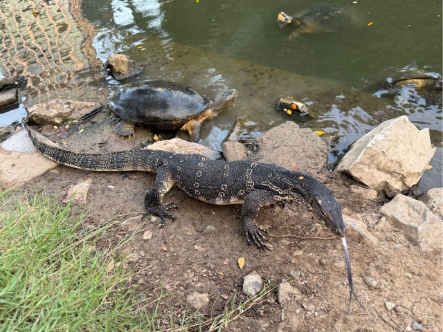 Комодский варан: Мегаящеры, способные завалить буйвола. Весь остров дрожит от их тирании