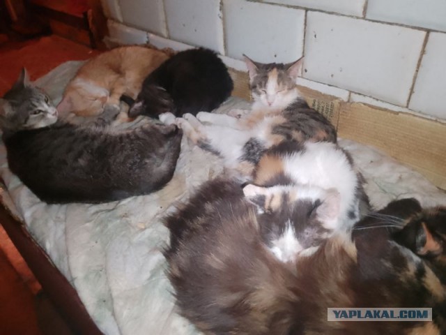 Жизнь домашнего приюта для котеек 575