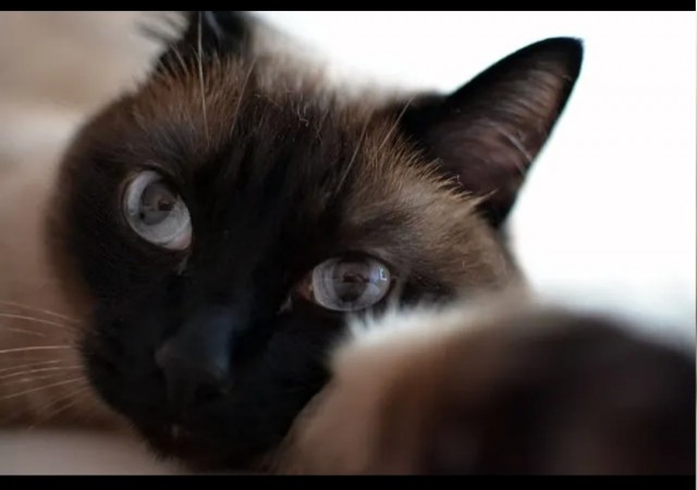 Братцы, мой кот.