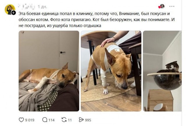 Истинные потомки волков!