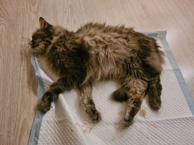 Коту плохо.