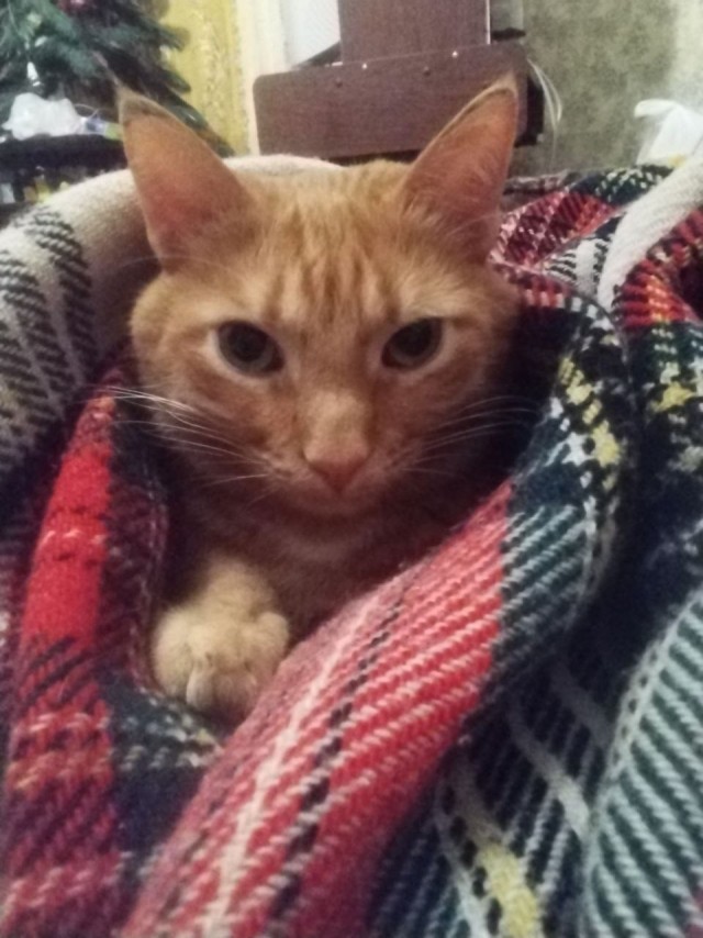 Пристраиваю котэ