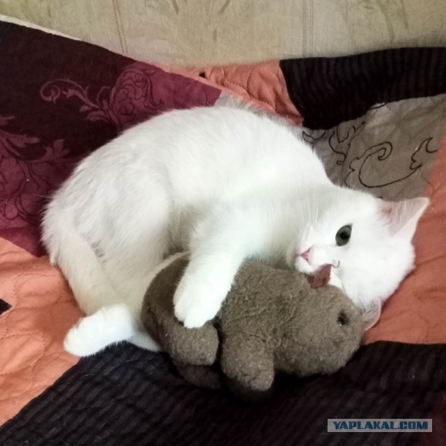 К - котовторник. Б - брутальность.