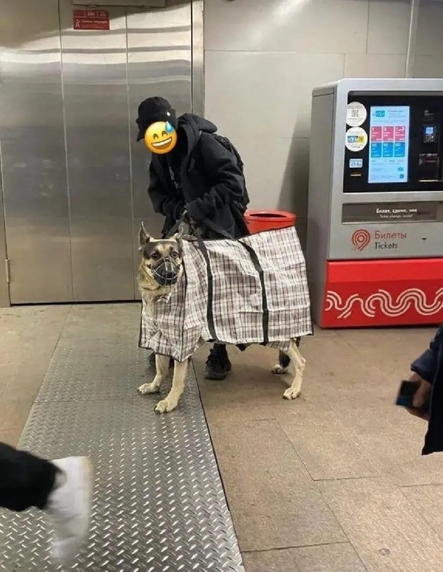 Пёселя не пустили в метро без переноски
