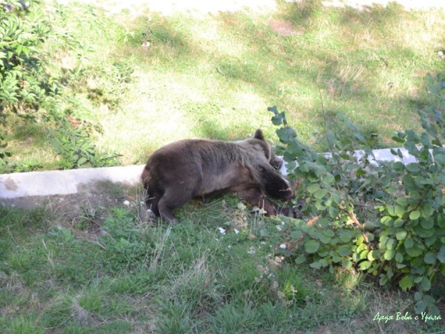 В поисках музея ПрофессораПлейшнера