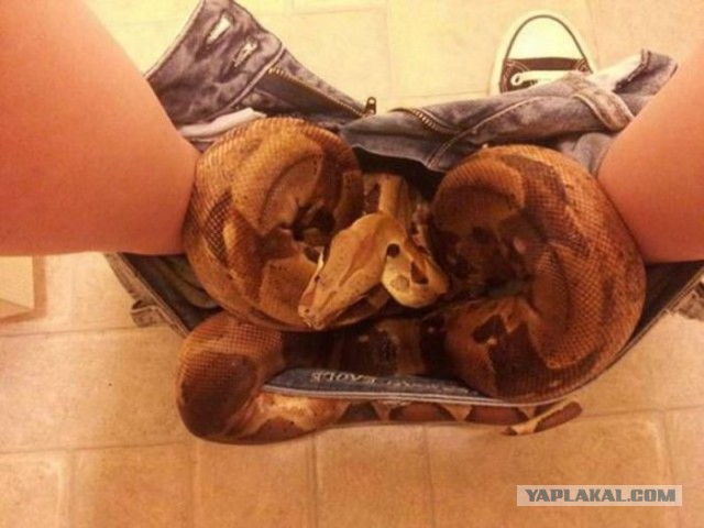 Американский медалист увезет из Сочи семью дворняг