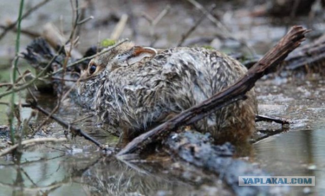 Правда про зайцев