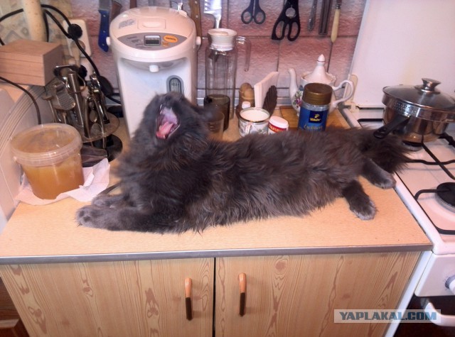 Котовторник 18.03.2014