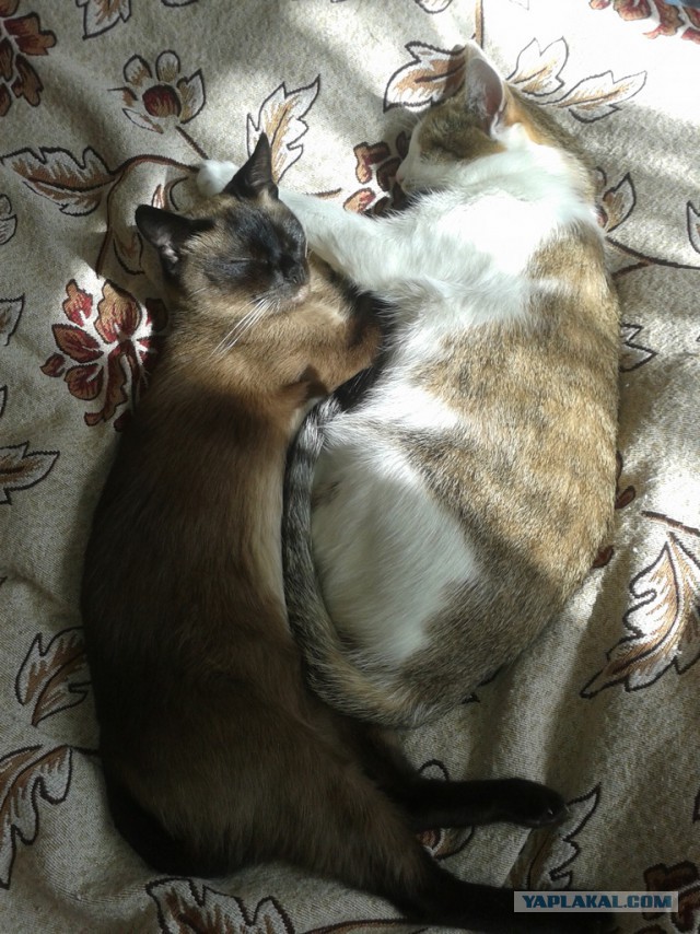 Котовторник  08.04.2014