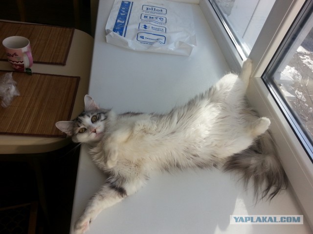 С Котовторником!