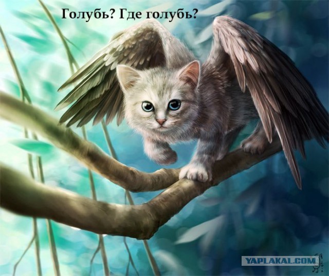 Хитрый голубь, via Deathman