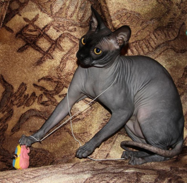 Кот. Просто кот