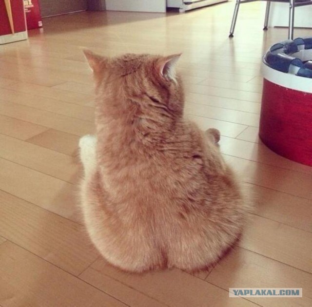 Котовторник   02.06.2015