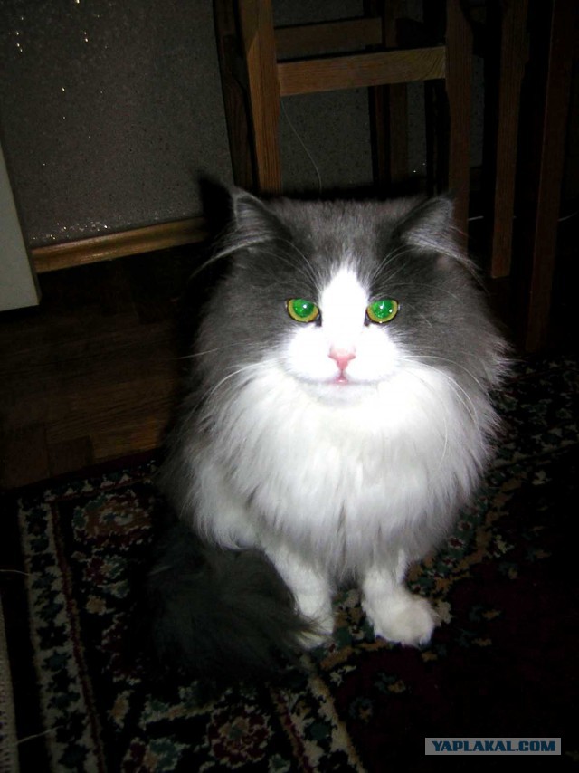 Котовторник  21.07.2015