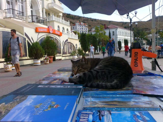 Котовторник 13.10.2015