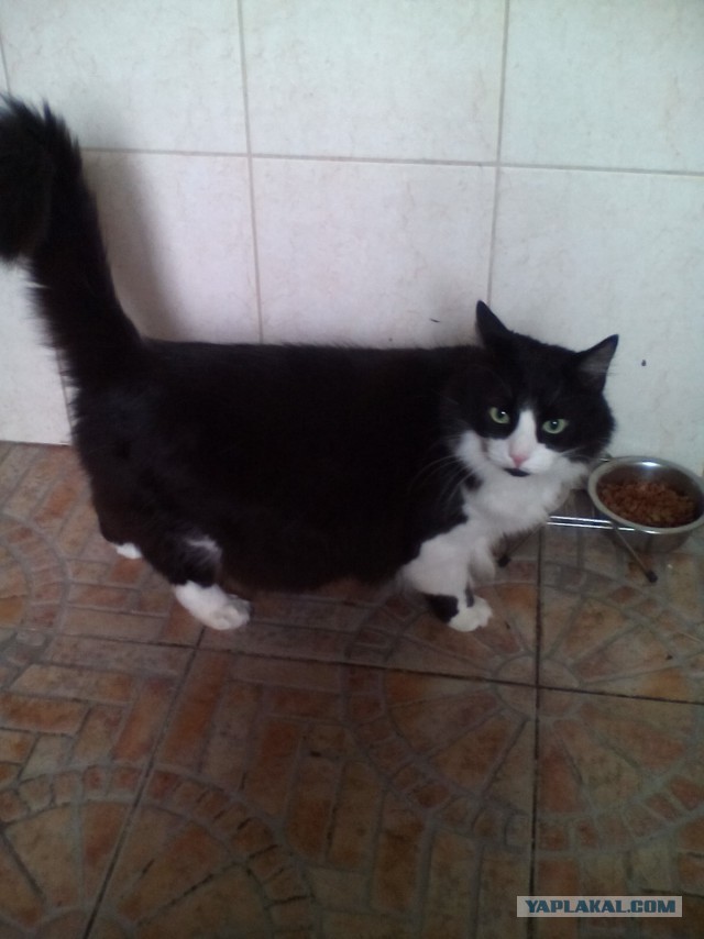 Котовторник 03.11.2015