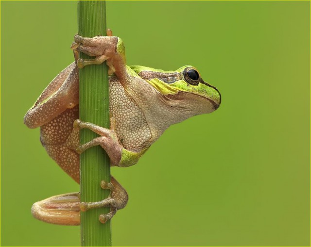 Кошки и другие