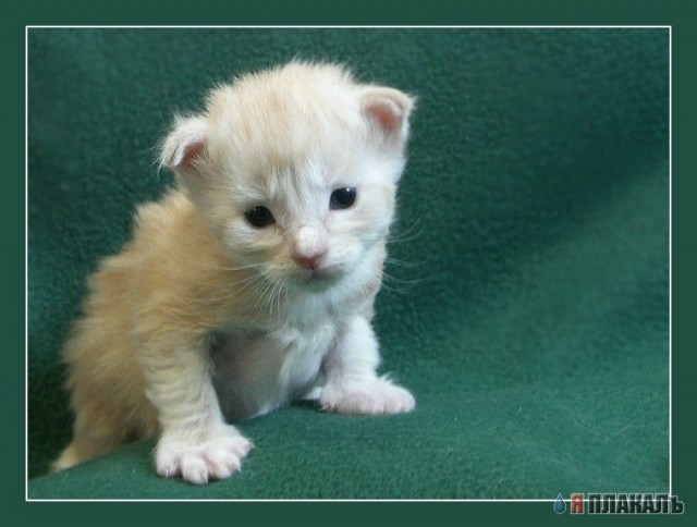 Коты, кошки, котята