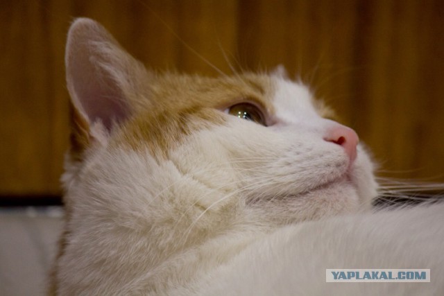 Котовторник 22.03.2016