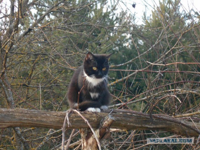 Жизнь домашнего приюта для котеек 108