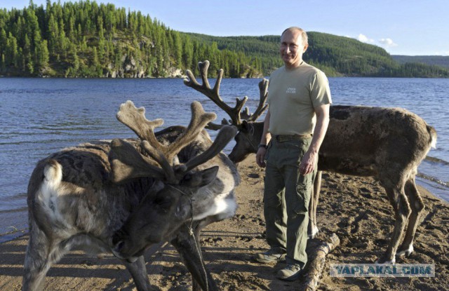 ДТП под Житомиром с участием лося. Не иначе как пророссийского.