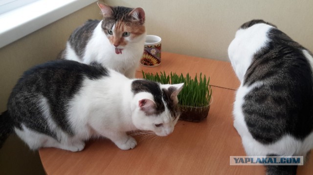 Котовторник 17.05.2016