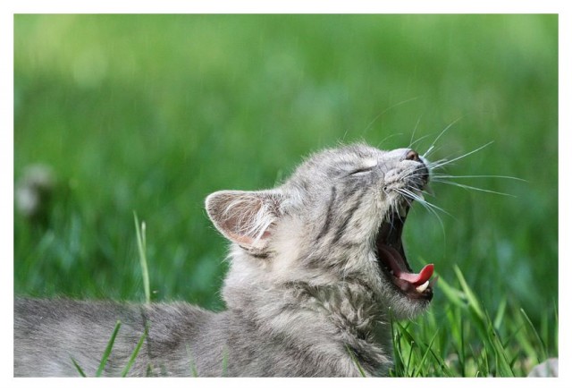 Котовторник: лента прикольных котов на 05.02!