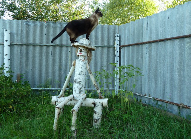 Коты из сети