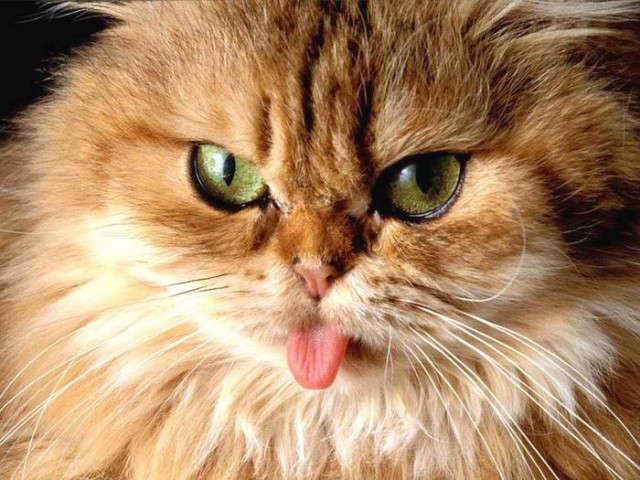 Коты из сети