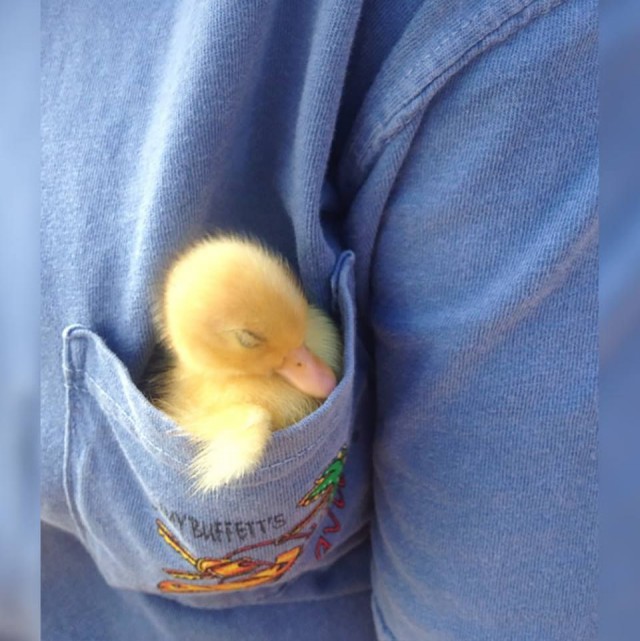 Самые смешные животные