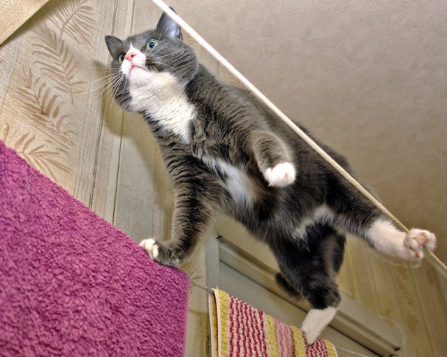 Коты и Кошки